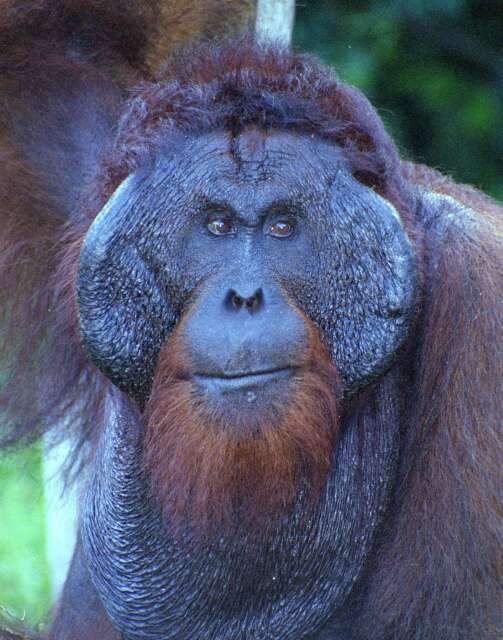 Kusasi - king of orangutans in Tanjung Puting national park. Kalimantan,  Indonesia.