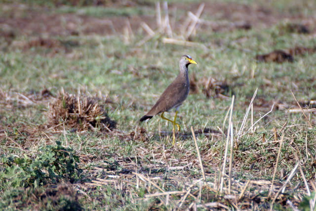 Wattled Lapwing (Vanellus senegallus), Arba Minch area. South,  Ethiopia.
