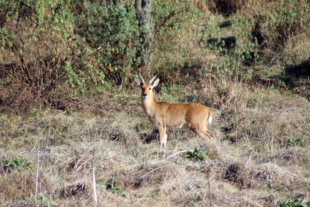 Bohor reedbuck. Bale Mountain National Park. South,  Ethiopia.