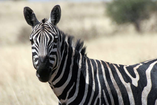 Zebra, Nechisar NP. South,  Ethiopia.