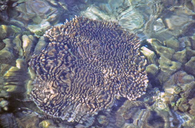 Coral near sea-coast. Pulau Kadidiri, one of the many Togean islands. Sulawesi,  Indonesia.