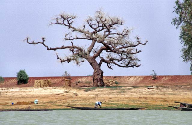 Baobab on the bank of Niger river. Mali.