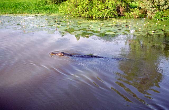 Crocodile at Yellow Water river. Kakadu national park. Australia.