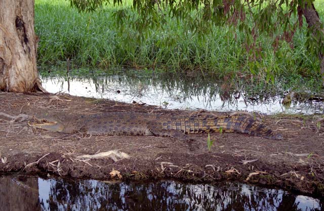 Saltwater crocodile at Yellow Water river. Kakadu National park. Australia.