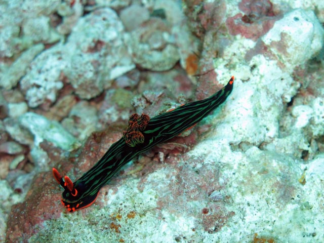 Nembrotha Nudibranch. Diving around Bangka island, Sahaung dive site. Sulawesi,  Indonesia.