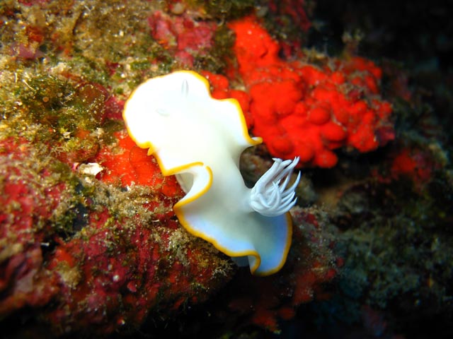 Ardeadoris Egretta Nudibranch. Diving around Biak islands, Owi island dive site. Papua,  Indonesia.