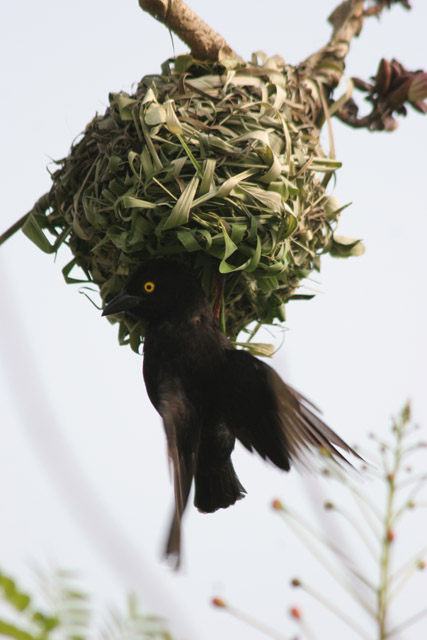 Weaver-bird is making his nest. Korup National Park. Cameroon.