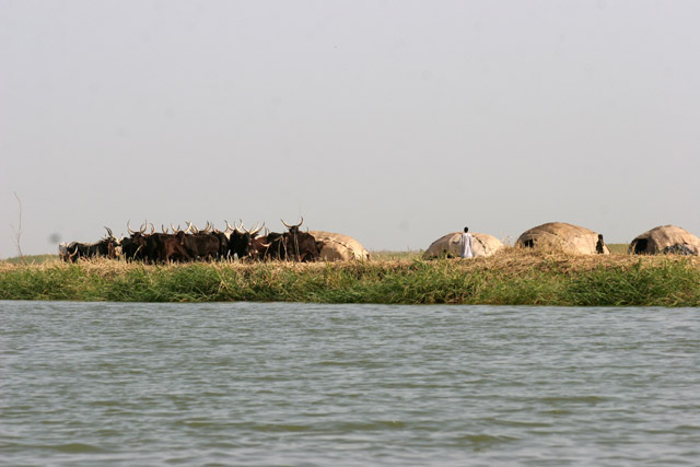 Drove and tents of nomad Bororo people. Lake Chad area. Cameroon.