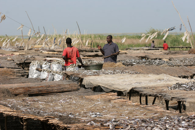 Fish drying. Most of the fishes are sold to the neighboring Nigeria. Kofia village at Lake Chad. Cameroon.