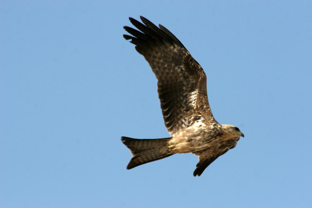 Bird of prey, Waza National Park. Cameroon.