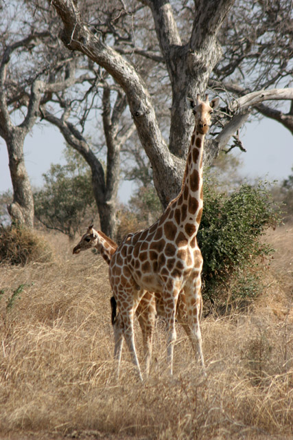Giraffes. Waza National Park. Cameroon.