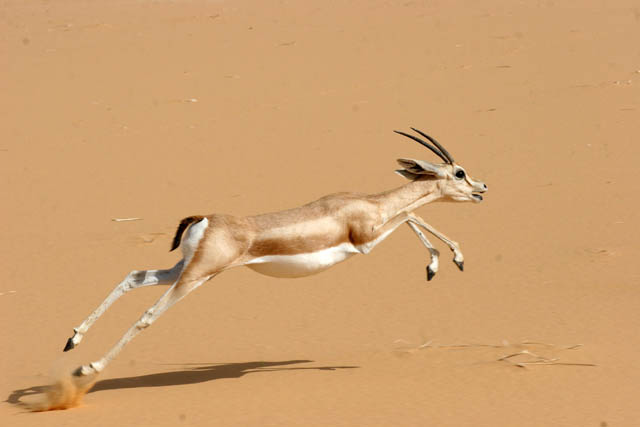 Even at Sahara desert there is a life - wonderful gazelle. Niger.