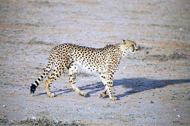 Cheetah, Kalahari Gemsbok National Park. South Africa.