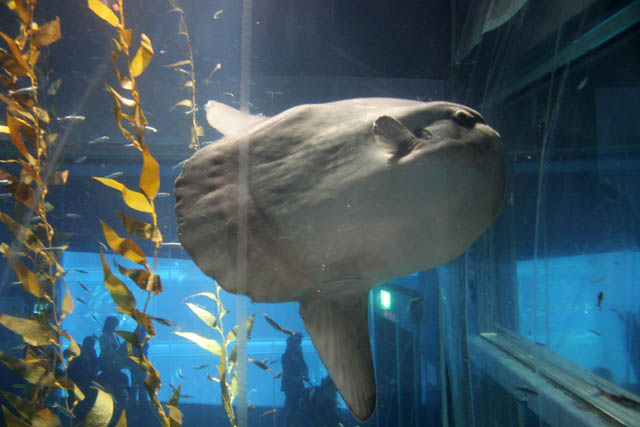 Ocean Sunfish (Mola Mola). Aquarium at Osaka. Japan.
