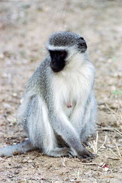 Vervet monkey, Kruger National Park. South Africa.