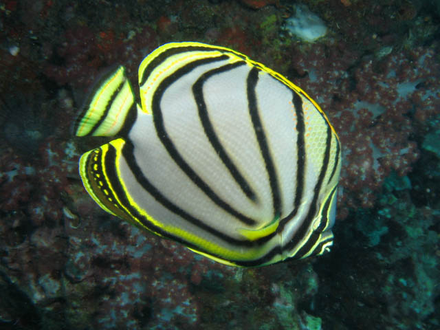 Meyer's butterflyfish (Chaetodon meyeri). Richelieu Rock dive site. Thailand.