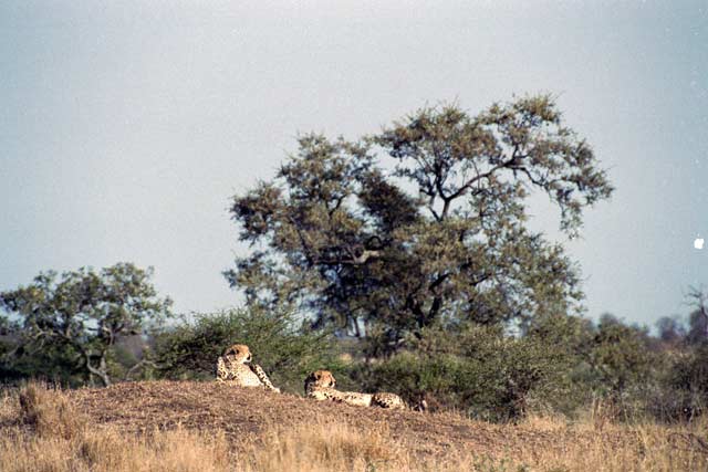 Lepards, Kruger National Park. South Africa.