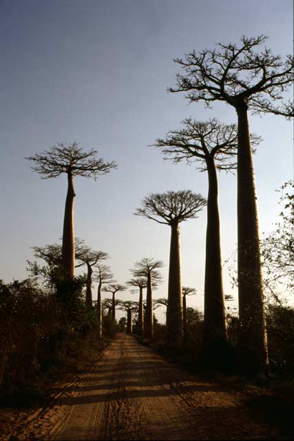 Avenue du Baobab, Morondava area. Madagascar.
