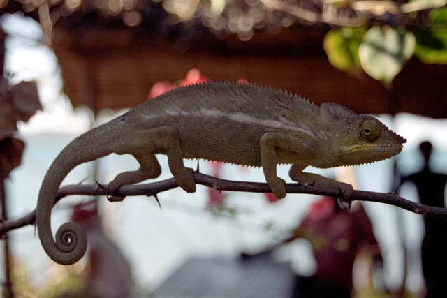 Chameleon, Nosy Be. Madagascar.