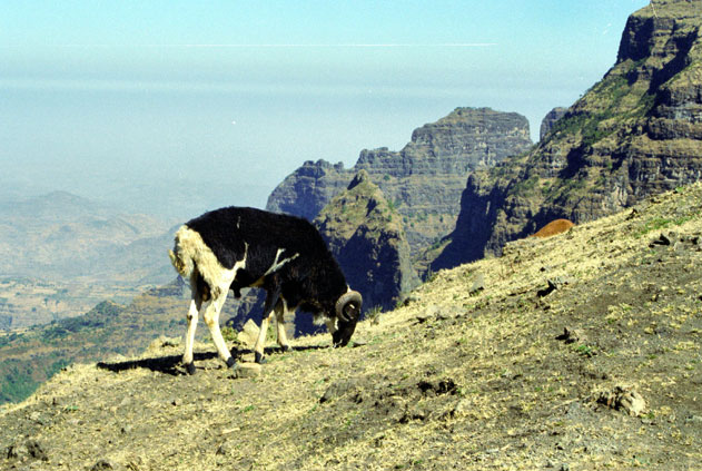 Sheep in Simien mountains. North,  Ethiopia.