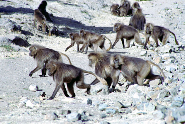 Gelada baboon. Simien mountains. North,  Ethiopia.