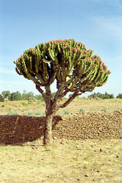 Desert tree. North,  Ethiopia.